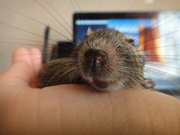 Дегу малышка-умница