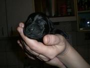 Щенки Лабрадор-Ретривер