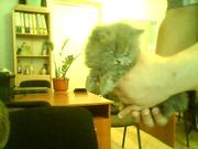 Продам чистокровных котят персов