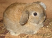 для детей, и для взрослых кролик станет ДРУГОМ