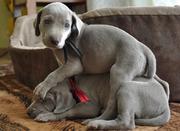Щенки веймаранера (Веймарская легавая)., .,