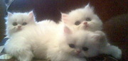 Персидские котята риженькие