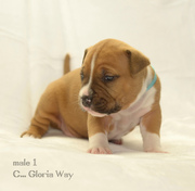 Супер-щенки АСТ Предлагаются щенки