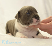 Роскошный голубой красавец амстафф